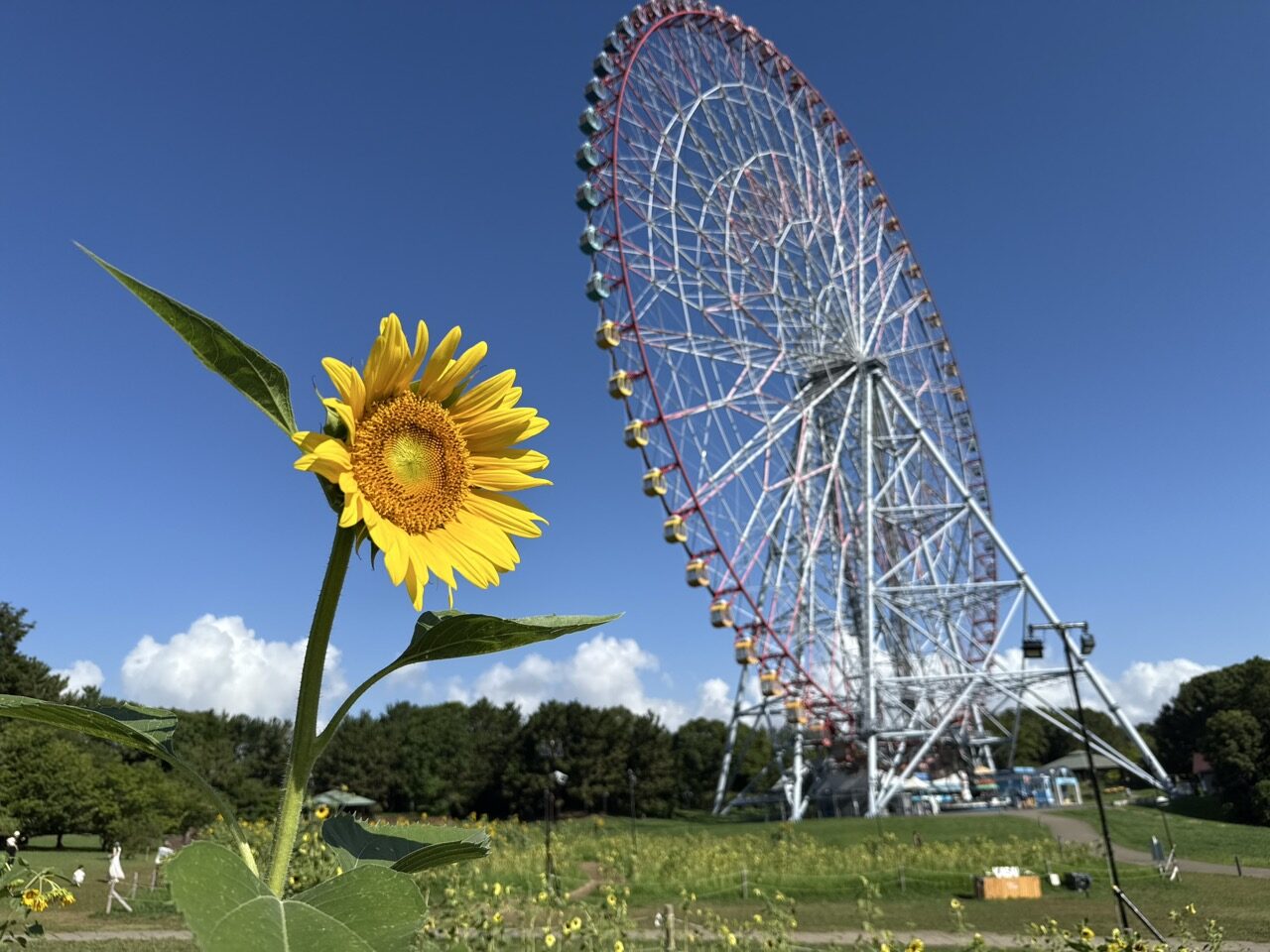 葛西臨海公園のひまわり畑と大観覧車