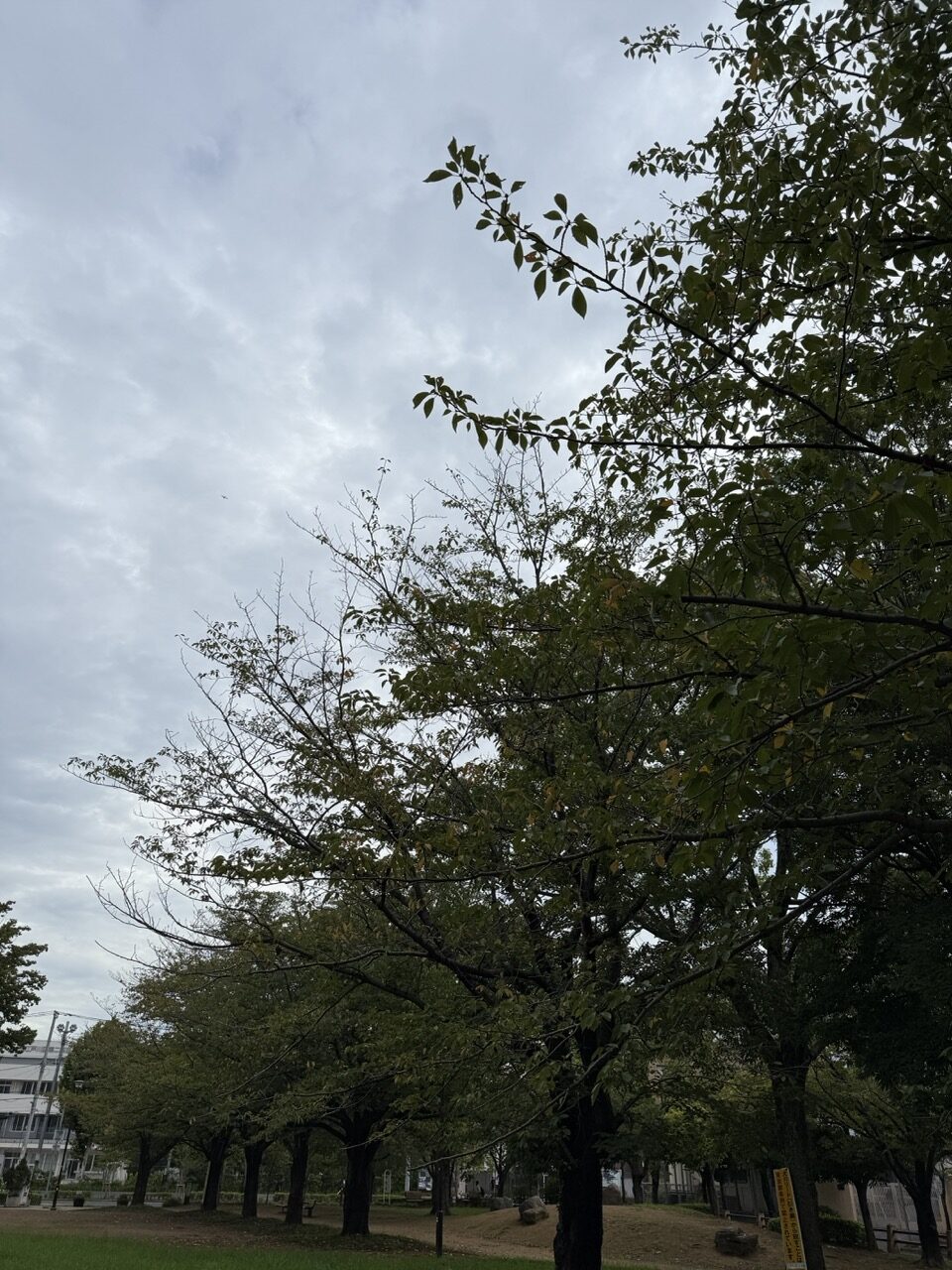 けやき公園、色づき始めた枝先