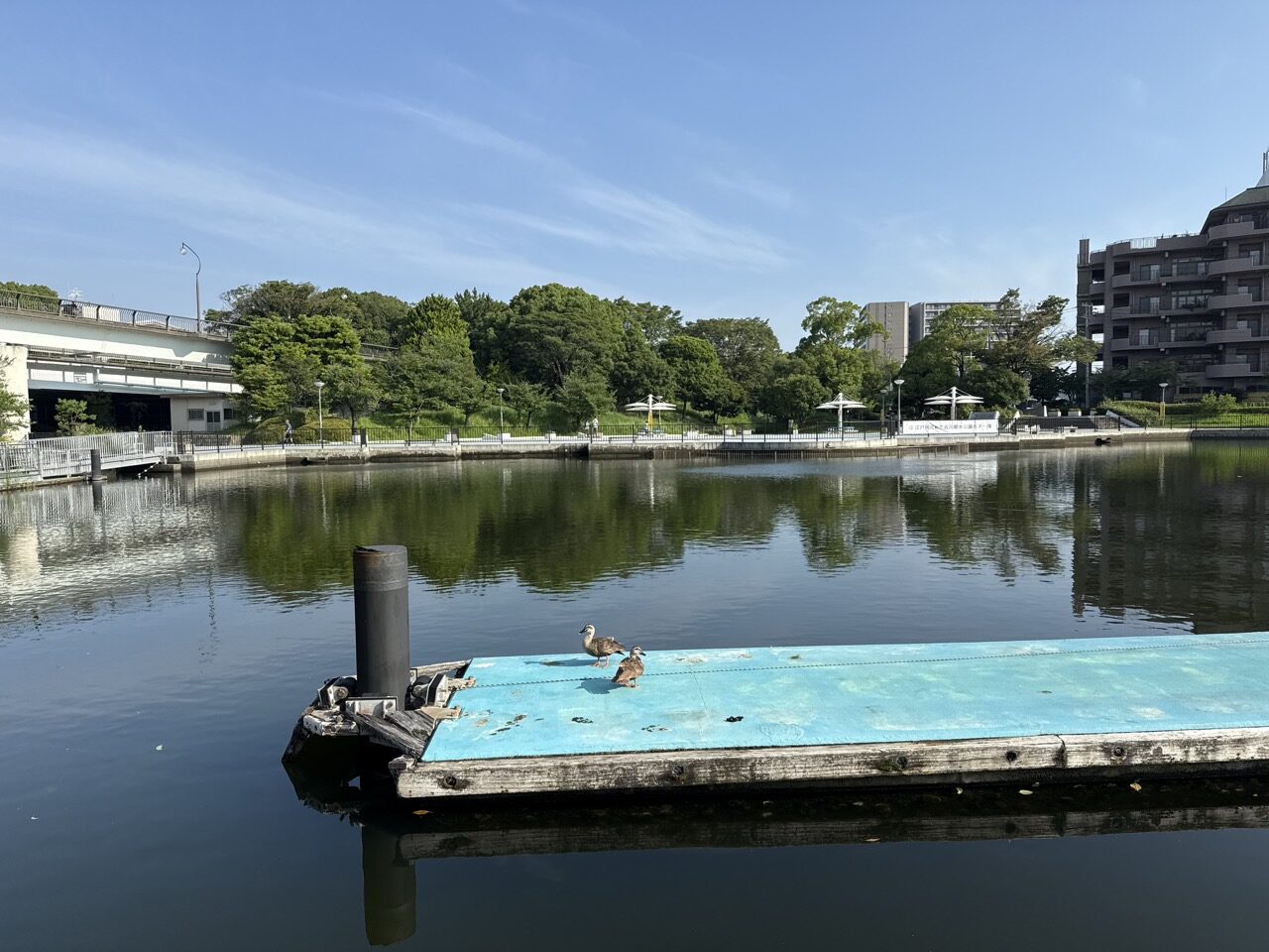 新左近川親水公園の水辺とカルガモ