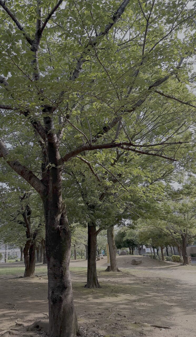 けやき公園のセミの抜け殻