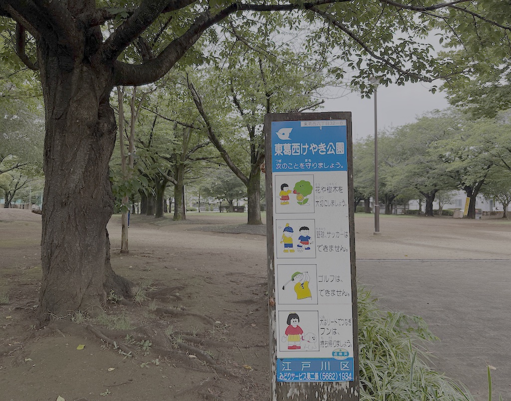 けやき公園、涼しい朝の並木道