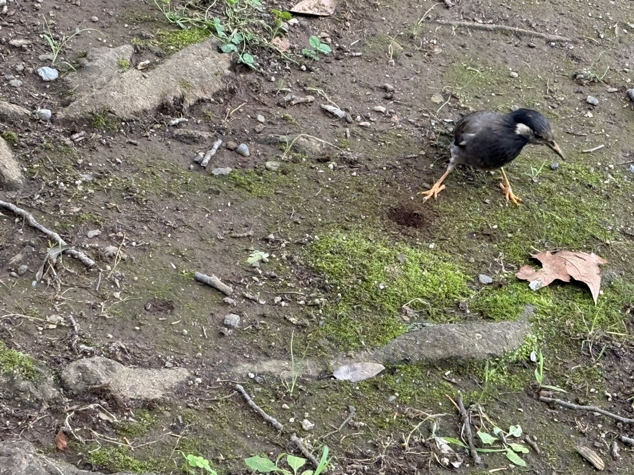 けやき公園のムクドリ